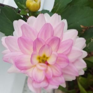 Meet your Posher, Christy